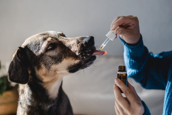 cannapal cbd full spectrum for dogs