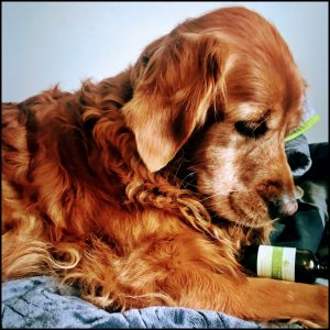 Buy cbd for dogs online