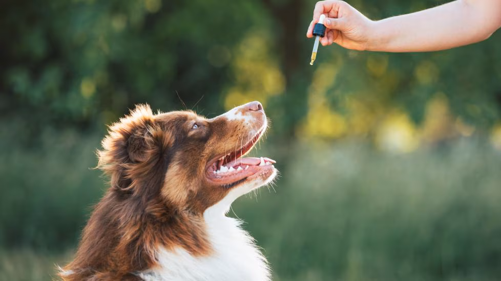 cbd for dogs in canada