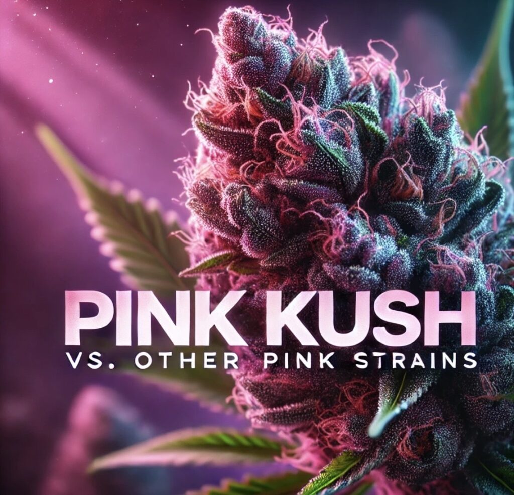 pink kush canada