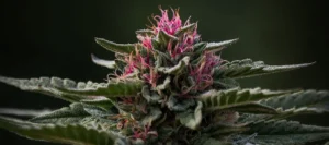 pink kush plant