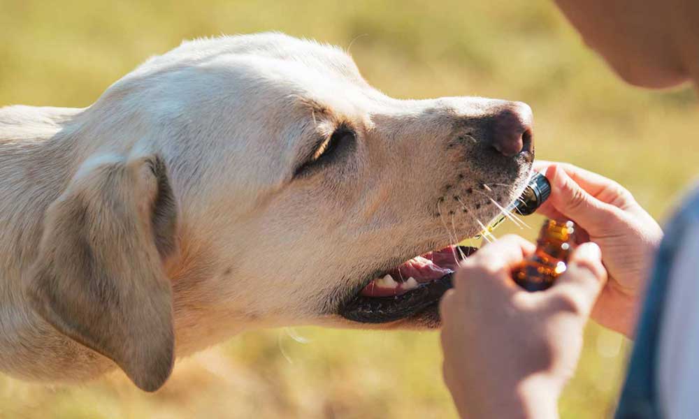 Full Spectrum CBD Oil for Dogs Online