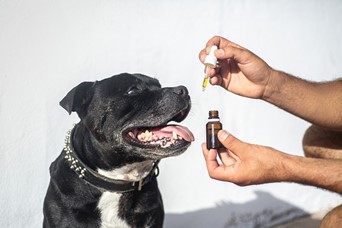 buy pet cbd oil for dogs online canada