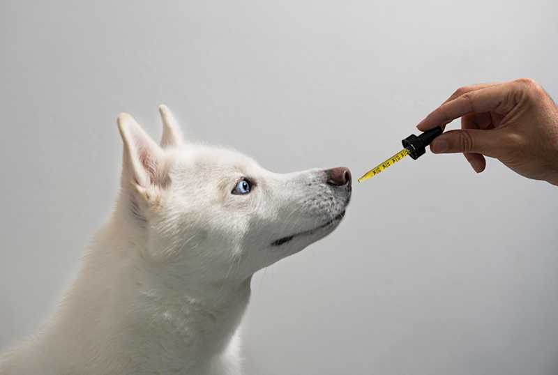 Full Spectrum CBD Oil for Dogs Online
