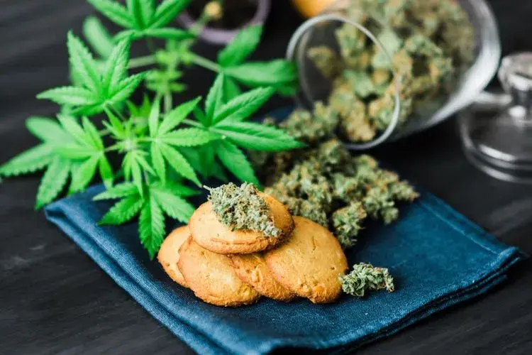 Golden butter cookies with cannabis buds and fresh leaves on a blue napkin.