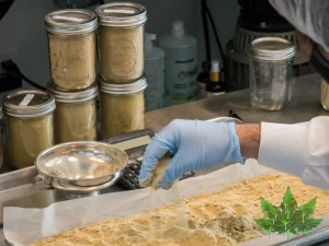 Technician handling dry-sift hash in a cannabis lab with glass jars.