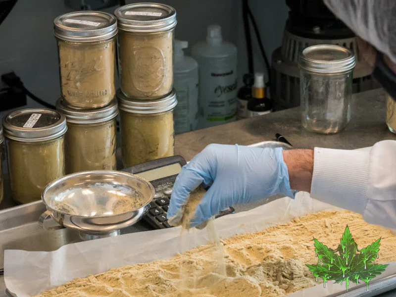 Technician handling dry-sift hash in a cannabis lab with glass jars.