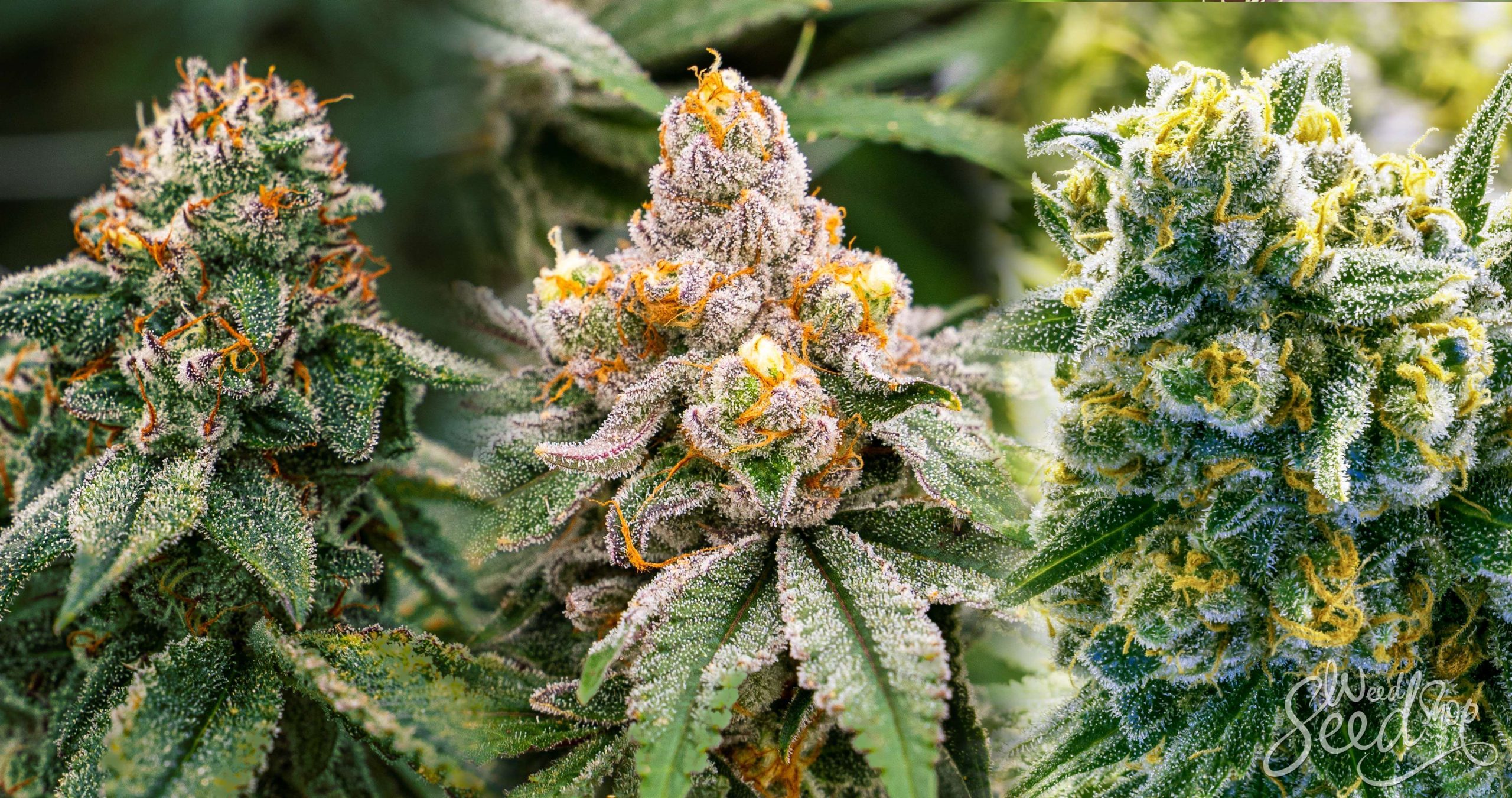 Close up of a frosty purple Indica cannabis bud